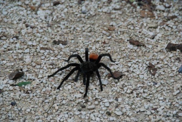 tarantula tarantula